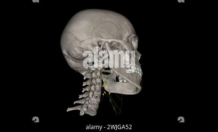 Illustrazione 3d dei nodi Iymph cervicali profondi di livello superiore Foto Stock