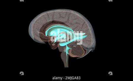 I ventricoli sono strutture che producono liquido cerebrospinale e lo trasportano intorno alla cavity3d illustrazione Foto Stock