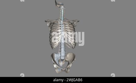 Illustrazione 3d di tronco, legamenti e ossa Foto Stock