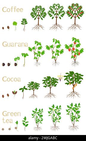 Serie di cicli di crescita delle bevande vegetali su sfondo bianco. Illustrazione Vettoriale