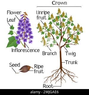 Parti della pianta di paulownia isolate su sfondo bianco. Illustrazione Vettoriale