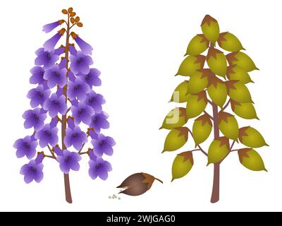 Inflorescenza di Paulownia e frutta con semi su un bianco. Illustrazione Vettoriale