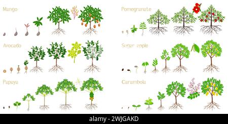 Serie di cicli di crescita di piante esotiche su sfondo bianco. Illustrazione Vettoriale