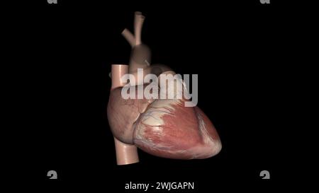 Anatomia cardiaca (esterna) superficie anteriore o sterenocostale: Principalmente l'illustrazione 3d del ventricolo destro Foto Stock