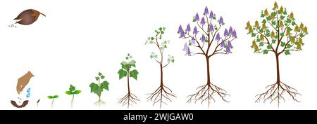 Ciclo di crescita di una pianta di paulownia su sfondo bianco. Illustrazione Vettoriale