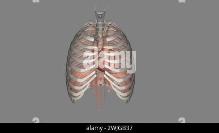 i polmoni aiutano a respirare e assorbire ossigeno nell'illustrazione 3d. Foto Stock