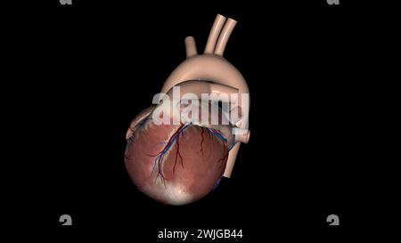 Anatomia cardiaca (esterna) superficie anteriore o sterenocostale: Principalmente l'illustrazione 3d del ventricolo destro Foto Stock