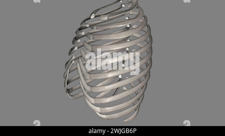 Le costole umane sono ossa piatte che formano parte della gabbia toracica per aiutare a proteggere l'illustrazione organs3d interna gli esseri umani hanno solitamente 24 costole, in 12 coppie 3d il Foto Stock