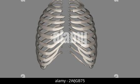 Le costole umane sono ossa piatte che formano parte della gabbia toracica per aiutare a proteggere l'illustrazione organs3d interna gli esseri umani hanno solitamente 24 costole, in 12 coppie 3d il Foto Stock