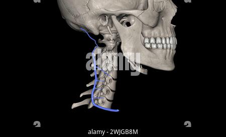 La vena cervicale profonda (vena cervicale profonda posteriore o posteriore) accompagna la sua arteria tra le Semispinales capitis e i colli 3d illu Foto Stock