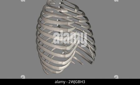 Le costole umane sono ossa piatte che formano parte della gabbia toracica per aiutare a proteggere l'illustrazione organs3d interna gli esseri umani hanno solitamente 24 costole, in 12 coppie 3d il Foto Stock