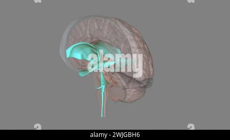 I ventricoli sono strutture che producono liquido cerebrospinale e lo trasportano intorno alla cavity3d illustrazione Foto Stock