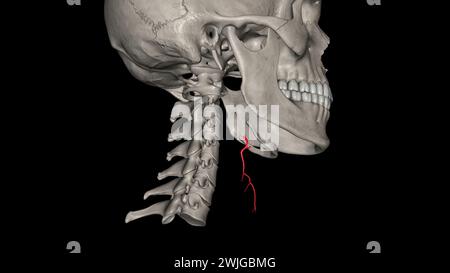 L'arteria tiroidea superiore è il primo ramo dell'arteria carotide esterna che fornisce l'illustrazione 3d della ghiandola tiroidea Foto Stock