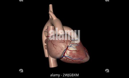 Anatomia cardiaca (esterna) superficie anteriore o sterenocostale: Principalmente l'illustrazione 3d del ventricolo destro Foto Stock