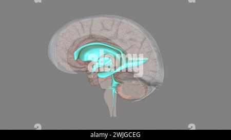 I ventricoli sono strutture che producono liquido cerebrospinale e lo trasportano intorno alla cavity3d illustrazione Foto Stock