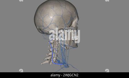 La vena cervicale profonda (vena cervicale profonda posteriore o posteriore) accompagna la sua arteria tra le Semispinales capitis e i colli 3d illu Foto Stock