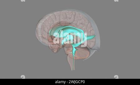 I ventricoli sono strutture che producono liquido cerebrospinale e lo trasportano intorno alla cavity3d illustrazione Foto Stock