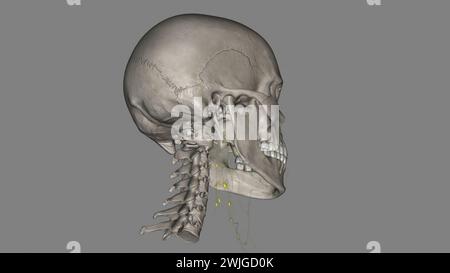 Illustrazione 3d dei nodi Iymph cervicali profondi di livello superiore Foto Stock