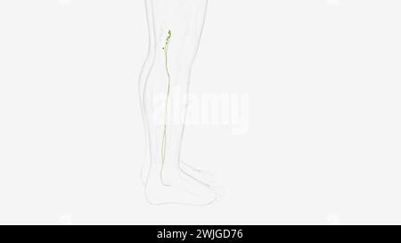 Iymphatics of Right Iower arto 3d. Foto Stock