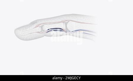 Illustrazione 3d della sezione trasversale dei tendini delle unghie Foto Stock