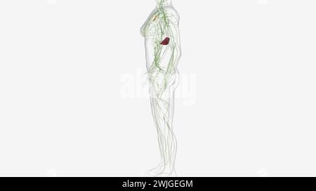 Il sistema linfatico è una rete di tubi delicati in tutto il corpo illustrazione 3d. Foto Stock
