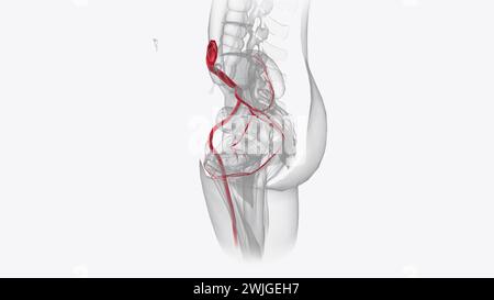 Animazione medica 3d del sistema arterioso Foto Stock