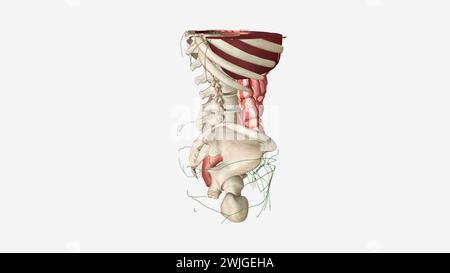 Il sistema linfatico è una rete di tubi delicati in tutto il corpo illustrazione 3d. Foto Stock