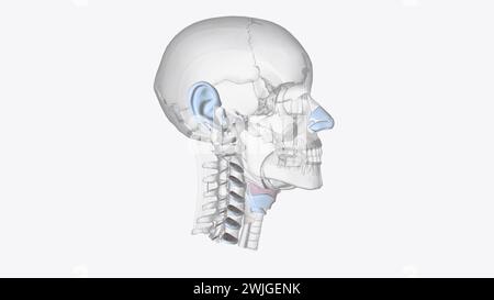 La cartilagine è un importante componente strutturale dell'illustrazione 3d del corpo, è un tessuto solido ma è più morbido e molto più flessibile dell'osso 3d illus Foto Stock