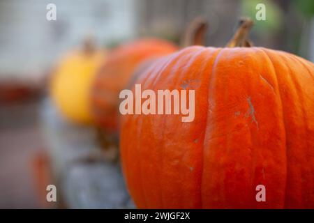 Zucche allineate su una panchina. Foto Stock