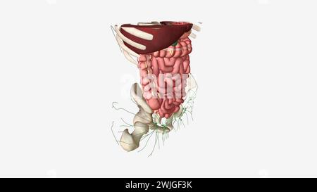 Il sistema linfatico è una rete di tubi delicati in tutto il corpo illustrazione 3d. Foto Stock