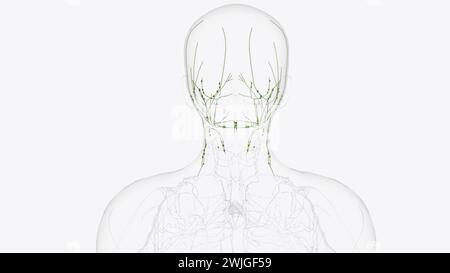 Illustrazione 3d Imphatics superficiali di testa e collo Foto Stock