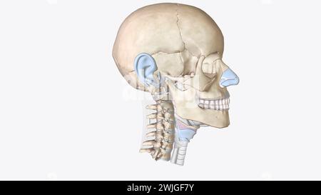 La cartilagine è un importante componente strutturale dell'illustrazione 3d del corpo, è un tessuto solido ma è più morbido e molto più flessibile dell'osso 3d illus Foto Stock