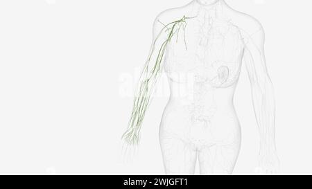 Illustrazione 3d dei linfatici dell'arto superiore destro Foto Stock