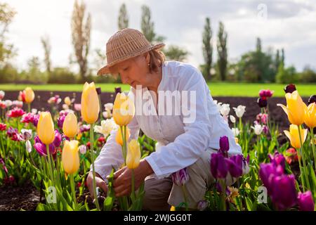 Giardiniere di mezza età che raccoglie i fiori di tulipani nel giardino di primavera. La donna anziana taglia il gambo con potatrice che gode di fiori. Giardinaggio Foto Stock