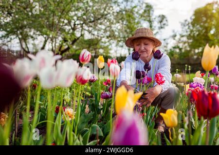 Felice giardiniere senior che raccoglie i fiori di tulipani nel giardino di primavera. Donna in pensione che abbraccia i fiori tenendo la potatrice tra i fiori. Hobby di giardinaggio Foto Stock