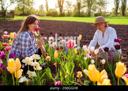 Famiglia di giardinieri che raccolgono fiori di tulipani nel giardino di primavera. Donna anziana e sua figlia adulta che tagliano fiori su un letto di fiori. Giardinaggio in fattoria Foto Stock