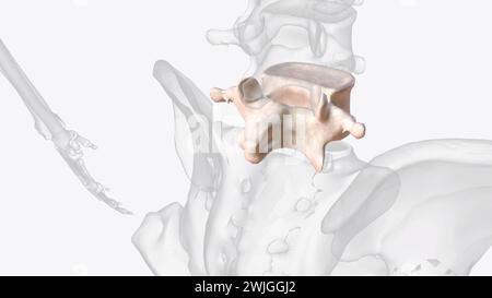 La quinta vertebra lombare della colonna vertebrale (L5) fa parte dell'illustrazione 3d della regione lombare più grande Foto Stock