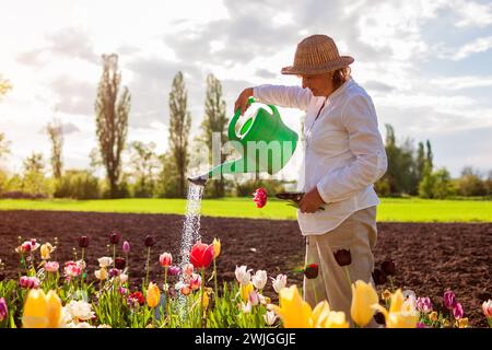 Giardiniere anziano che innaffia i fiori di tulipani usando la bomboletta nel giardino di primavera. Una donna in pensione si occupa delle fioriture sui gambi di raccolta del letto di fiori. Giardinaggio Foto Stock