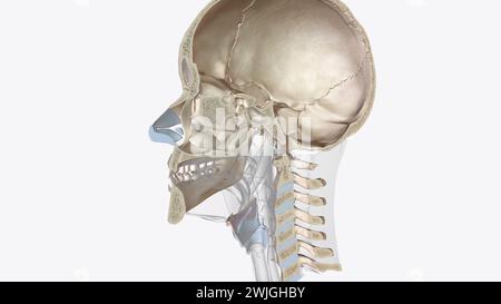 La cartilagine è un importante componente strutturale dell'illustrazione 3d del corpo, è un tessuto solido ma è più morbido e molto più flessibile dell'osso 3d illus Foto Stock