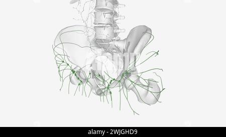 i vasi linfatici dell'arto inferiore possono essere divisi in due gruppi principali vasi superficiali e vasi profondi illustrazione 3d. Foto Stock