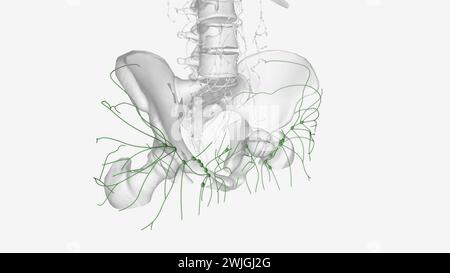 i vasi linfatici dell'arto inferiore possono essere divisi in due gruppi principali vasi superficiali e vasi profondi illustrazione 3d. Foto Stock