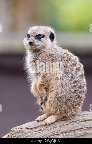 Un primo piano di una guardia di meerkat guarda un ramo d'albero allo zoo di Twycross Foto Stock