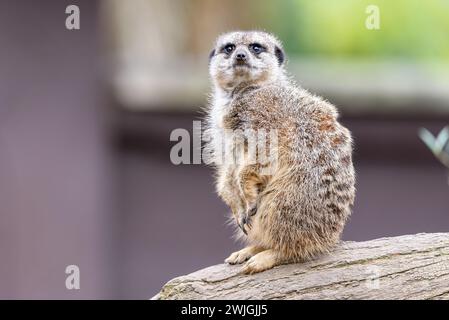 Un primo piano di una guardia di meerkat guarda un ramo d'albero allo zoo di Twycross Foto Stock