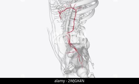 Rami dell'arteria mesenterica inferiore illustrazione 3d. Foto Stock