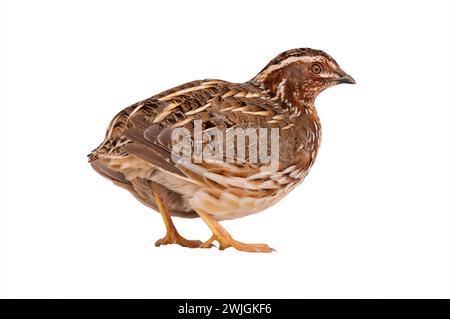 Quaglia selvatica ( Coturnix coturnix) isolata su sfondo bianco in studio Foto Stock