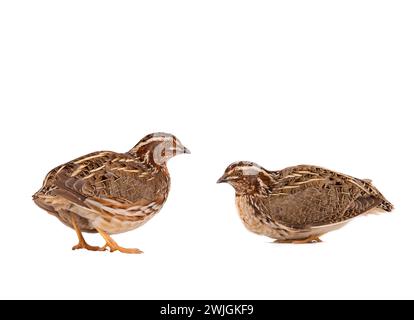 Due quaglie selvatiche ( Coturnix coturnix) isolate su uno sfondo bianco in studio Foto Stock