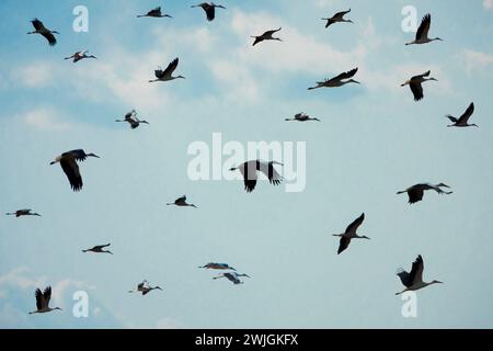 Cicogne volanti su uno sfondo di nuvole. Foto Stock