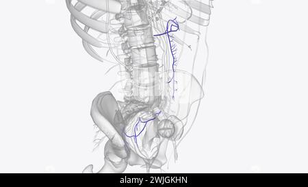 Illustrazione 3d dei rami della vena mesenterica inferiore Foto Stock