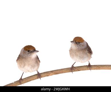 Due femmine (Sylvia atricapilla) eurasiane Blackcap isolate su sfondo bianco Foto Stock