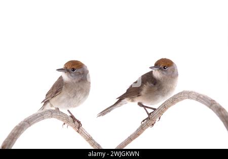 Due femmine (Sylvia atricapilla) eurasiane Blackcap isolate su sfondo bianco Foto Stock